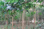 Người cha miệt mài giữ đất, trồng rừng bảo vệ môi trường sinh thái