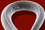 Con người gửi giun lên khai phá sao Hỏa
