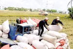 Quy định chứng nhận chủng loại gạo thơm xuất khẩu sang EU