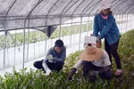 Thủ tướng giao 2 Bộ làm rõ về lao động "chui" bằng đường du học