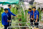 Tuyên Quang: Kết nối ý tưởng khởi nghiệp của thanh niên với doanh nghiệp