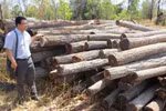 Điều tra, xử lý nghiêm các đối tượng phá rừng