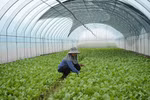 Thành lập Khu nông nghiệp ứng dụng công nghệ cao Thái Nguyên