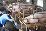 Phân công chủ trì soạn thảo 37 văn bản quy định chi tiết thi hành các luật