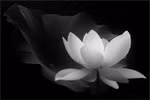 Thành kính phân ưu cùng gia quyến Trung tướng Trần Quang Bình
