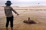 Đề nghị khẩn trương thu gom tiêu hủy cá chết tránh bùng phát bệnh dịch