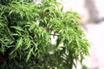 Đinh lăng, vị thuốc quý