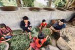 Bỏ phố lên rừng, "Kiên nông dân" đồng hành cùng dân bản gìn giữ văn hóa trà Shan Tuyết ở Tà Xùa