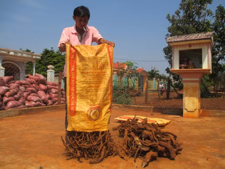 Rễ và gốc hồ tiêu được thu gom tại nhà ông Dũng.