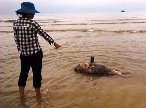 Hiện tượng cá chất tại ven biển một số tỉnh Miền Trung - ảnh Huy Hoàng.