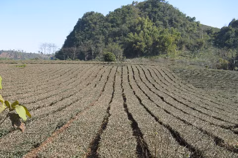 Những luống chè được trồng trải dài như tấm thảm.