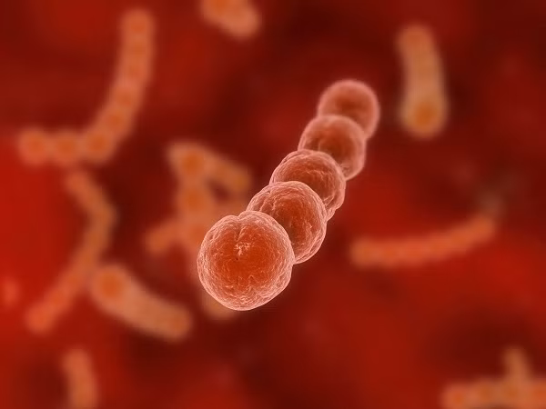 2. Liên cầu khuẩn (Streptococcus): Liên cầu khuẩn có thể gây nên những chứng bệnh nghiêm trọng như viêm màng não, viêm quầng (một dạng nhiễm khuẩn da, các mô dưới da), hoại tử fasciitis (khuẩn “ăn thịt người”)... Tuy nhiên, không phải tất cả liên cầu khuẩn đều có hại. Liên cầu S. thermophilus được ứng dụng trong quá trình sản xuất sữa chua và phô mai. 2. Liên cầu khuẩn (Streptococcus): Liên cầu khuẩn có thể gây nên những chứng bệnh nghiêm trọng như viêm màng não, viêm quầng (một dạng nhiễm khuẩn da, các mô dưới da), hoại tử fasciitis (khuẩn “ăn thịt người”)... Tuy nhiên, không phải tất cả liên cầu khuẩn đều có hại. Liên cầu S. thermophilus được ứng dụng trong quá trình sản xuất sữa chua và phô mai.