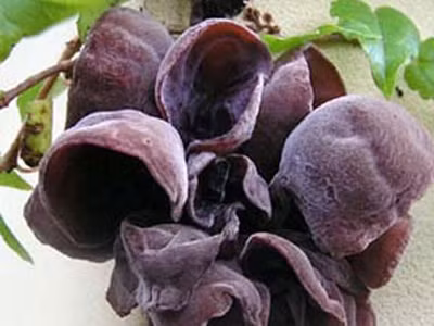 13. Mộc nhĩ đen: chứa nhiều nguyên tố vi lượng, vitamin B1, B2, β-carotene, đường mannoza, canxi, sắt, lecithin, cephalin…, có tác dụng chống táo bón, hiện tượng máu vón cục, hay các bệnh về não và hệ tim mạch. Mộc nhĩ đen tính bình, vị ngọt, có tác dụng bổ khí, ích trí, sinh huyết; đặc biệt có công hiệu với các chứng bệnh thiếu máu, chân tay tê nhức mỏi. 13. Mộc nhĩ đen: chứa nhiều nguyên tố vi lượng, vitamin B1, B2, β-carotene, đường mannoza, canxi, sắt, lecithin, cephalin…, có tác dụng chống táo bón, hiện tượng máu vón cục, hay các bệnh về não và hệ tim mạch. Mộc nhĩ đen tính bình, vị ngọt, có tác dụng bổ khí, ích trí, sinh huyết; đặc biệt có công hiệu với các chứng bệnh thiếu máu, chân tay tê nhức mỏi.